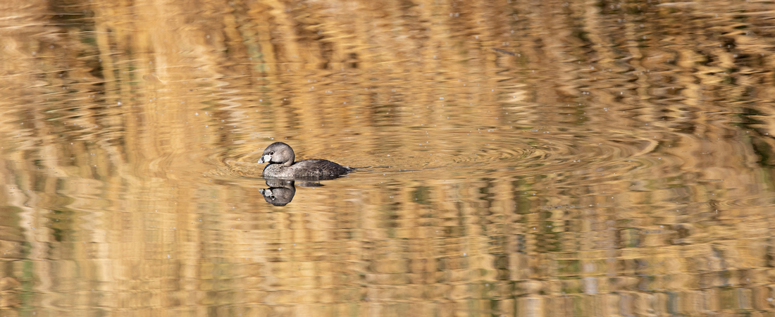 quitandtravel preeti.photography travel photography pied billed grebe Podilymbus podiceps Las Vegas Nevada birds birding wildlife