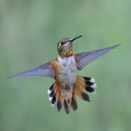 quitandtravel preeti.photography travel photography birding madera canyon arizona rufous hummingbird selasphorus rufus