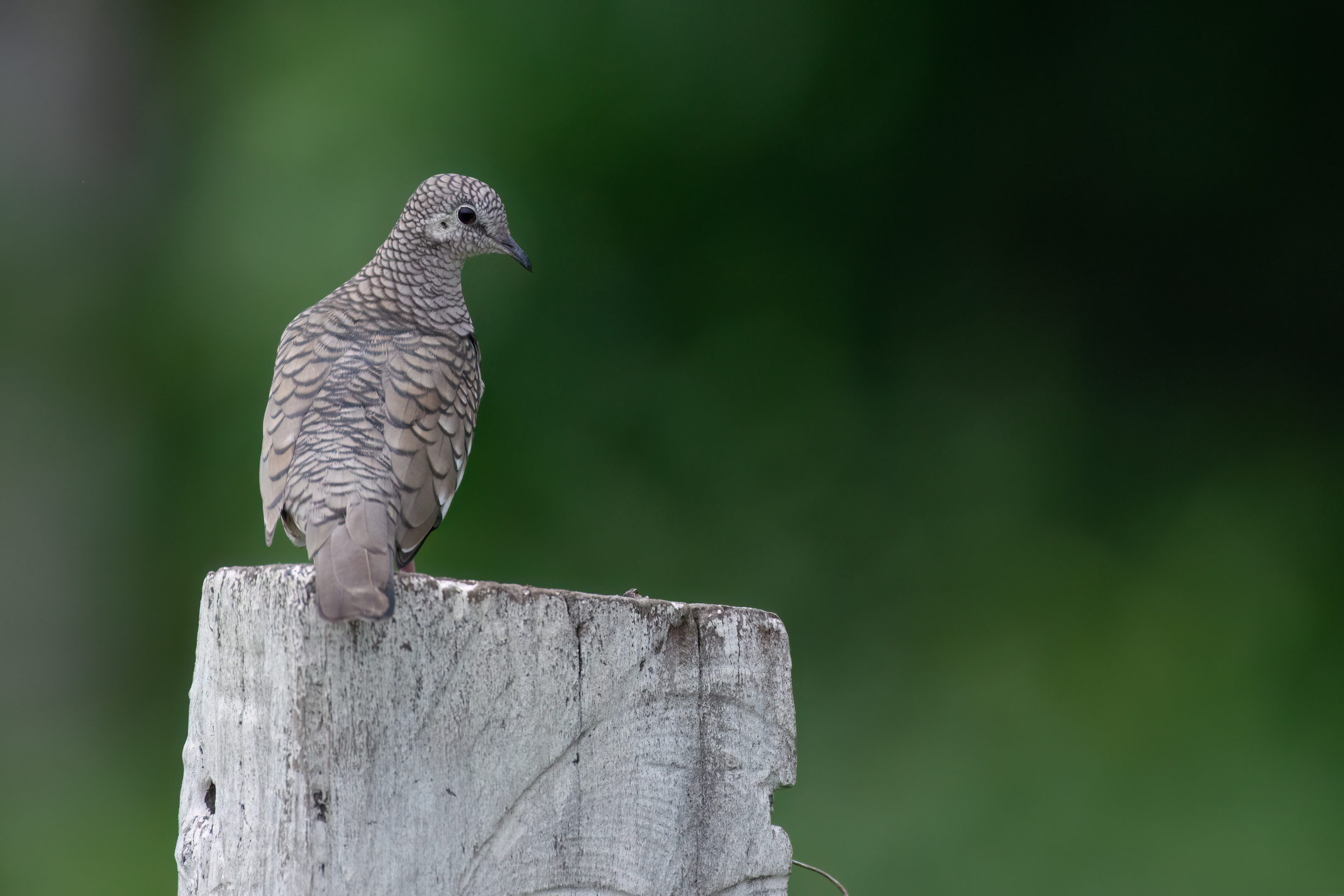 quitandtravel preeti.photography travel photography Corumba Fazenda Sao Joao Pantanal birding scaled dove columbina squammata
