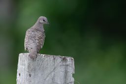 quitandtravel preeti.photography travel photography Corumba Fazenda Sao Joao Pantanal birding scaled dove columbina squammata