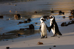 quitandtravel preeti.photography travel photography African Penguin Spheniscus demersus Cape South Africa Boulders Beach wildlife