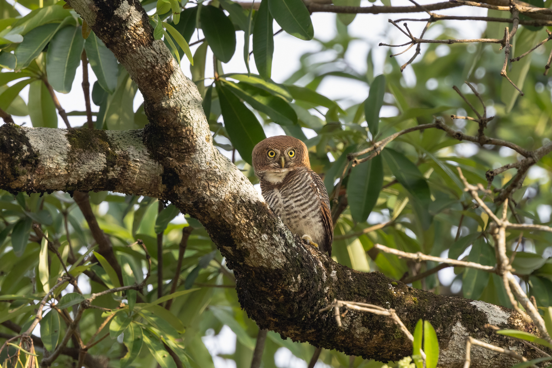 quitandtravel preeti.photography travel photography Thattekad Kerala India birding jungle owlet Glaucidium radiatum