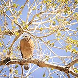 quitandtravel preeti.photography travel photography Red-shouldered Hawk Buteo lineatus birding birdwatching Floyd Lamb Park Nevada Las Vegas