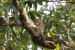 quitandtravel preeti.photography travel photography Thattekad Kerala India birding jungle owlet Glaucidium radiatum