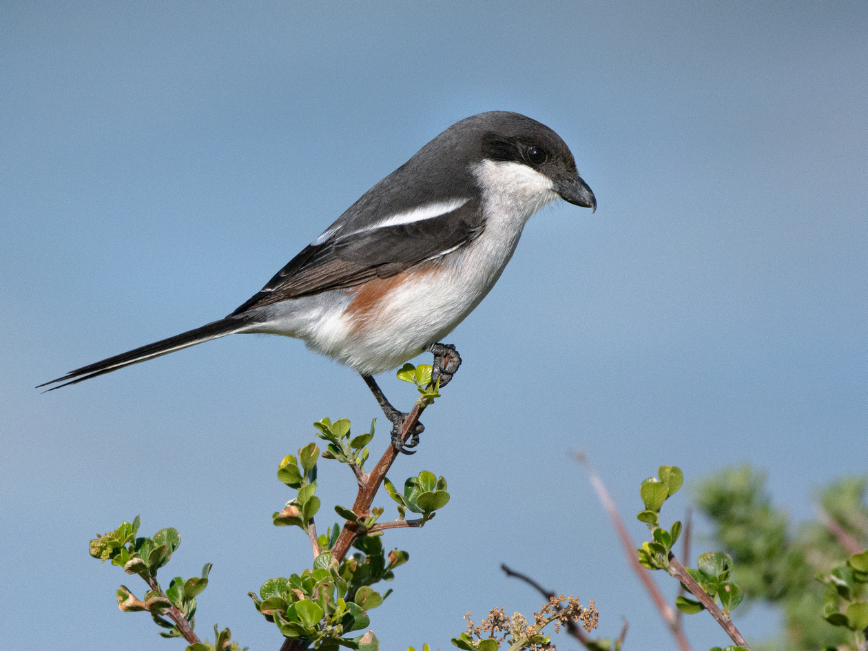 quitandtravel preeti.photography travel photography Southern Fiscal bird jackie hangman butcher bird birding birders wildlife Lanius collaris Sub-Saharan shrike family Hermanus South Africa