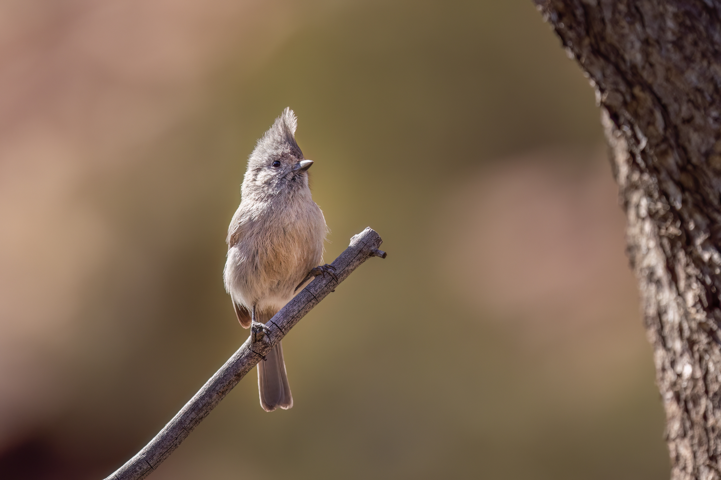 quitandtravel preeti.photography travel photography zion national park utah birding juniper titmouse baeolophus ridgwayi
