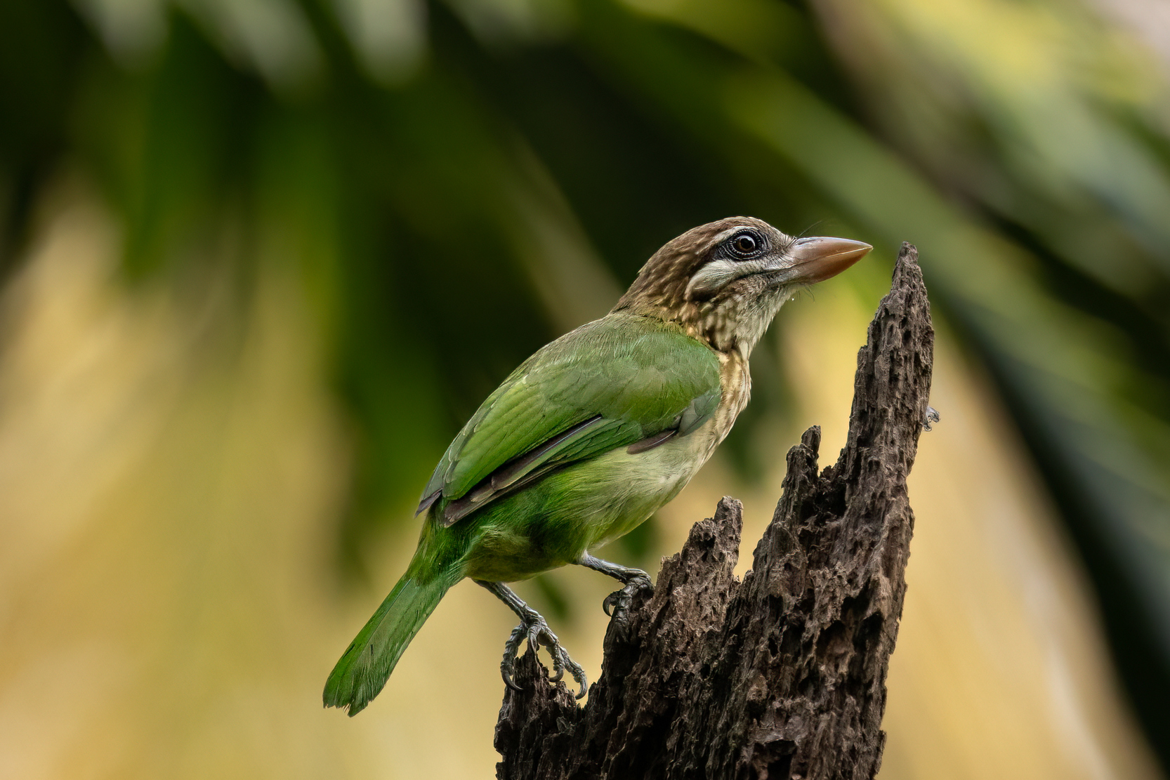 quitandtravel preeti.photography travel photography india white cheeked barbet birding psilopogon viridis