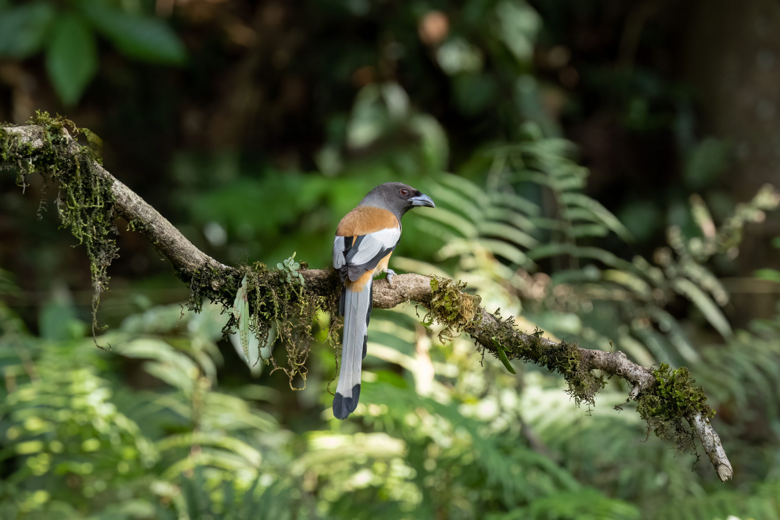 quitandtravel preeti.photography travel photography Kerala India rufous treepie dendrocitta vagabunda