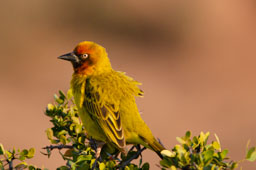 quitandtravel preeti.photography travel photography bird birding birders wildlife Cape Weaver Ploceus capensis Sub-Saharan Ploceidae family Addo Elephant National Park South Africa