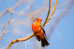 quitandtravel preeti.photography travel photography Vermilion Flycather Las Vegas Nevada Pyrocephalus obscurus birds birding wildlife