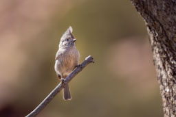 quitandtravel preeti.photography travel photography zion national park utah birding juniper titmouse baeolophus ridgwayi