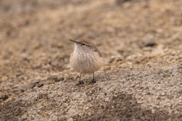 quitandtravel preeti.photography travel photography kayaking watson lake prescott az birding rock wren salpinctes obsoletus
