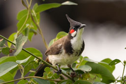 quitandtravel preeti.photography travel photography india red whiskered bulbul birding pycnonotus jocosus