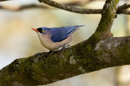 quitandtravel preeti.photography travel photography india birding nuthatch sitta frontalis