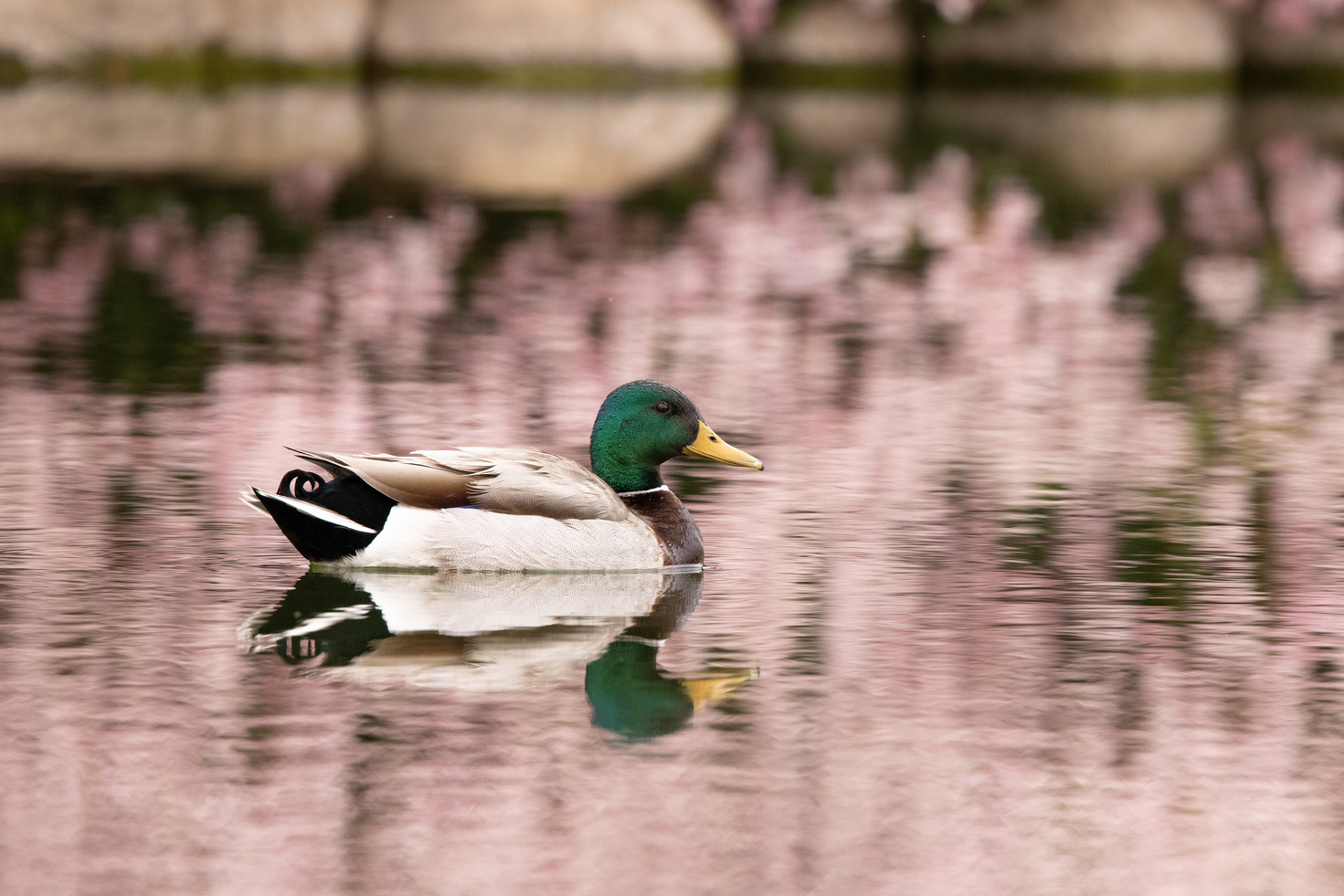 quitandtravel preeti.photography travel photography Mallard Anas platyrhynchos Las Vegas Nevada birds birding wildlife