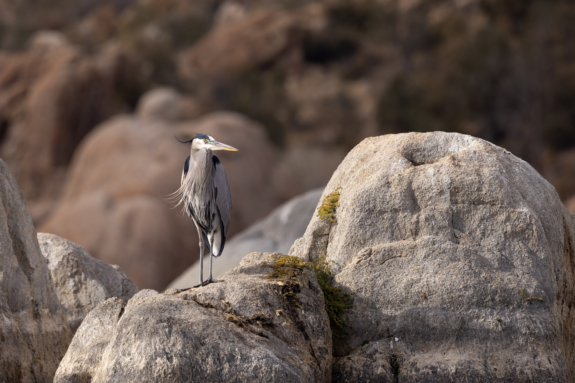quitandtravel preeti.photography travel photography kayaking watson lake prescott az birding great blue heron ardea herodias