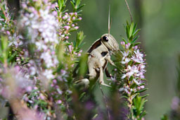 quitandtravel preeti.photography travel macro photography Desert Locust locusts bugs insects wildlife Schistocera gregaria flaviventris Wilderness South Africa