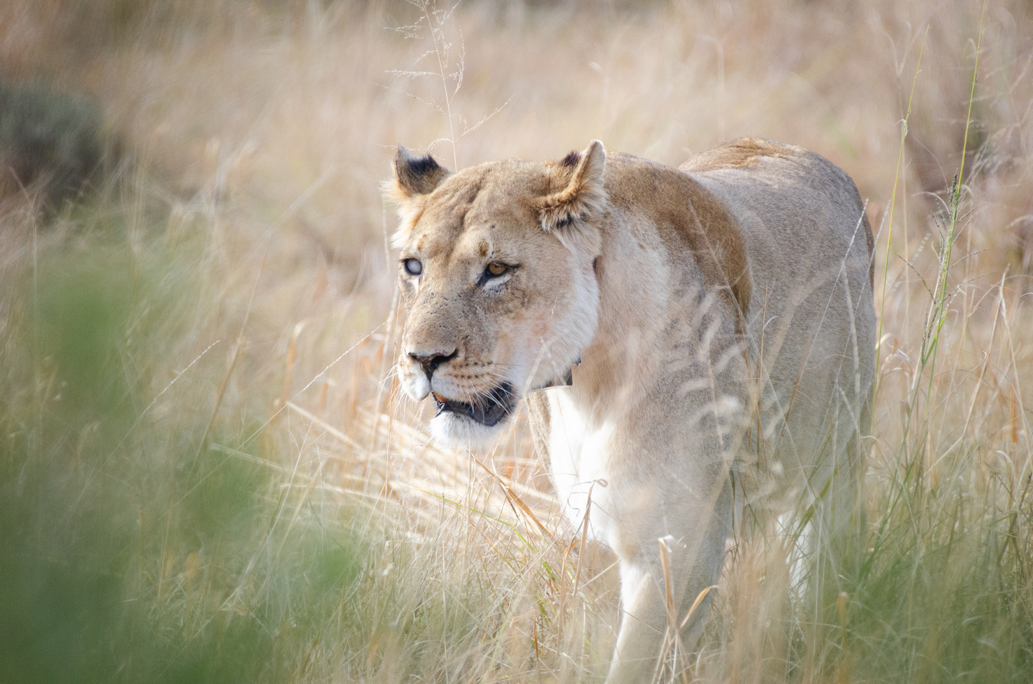 quitandtravel preeti.photography travel photography lion lioness blind wildlife Panthera leo grassland Addo Elephant National Park South Africa