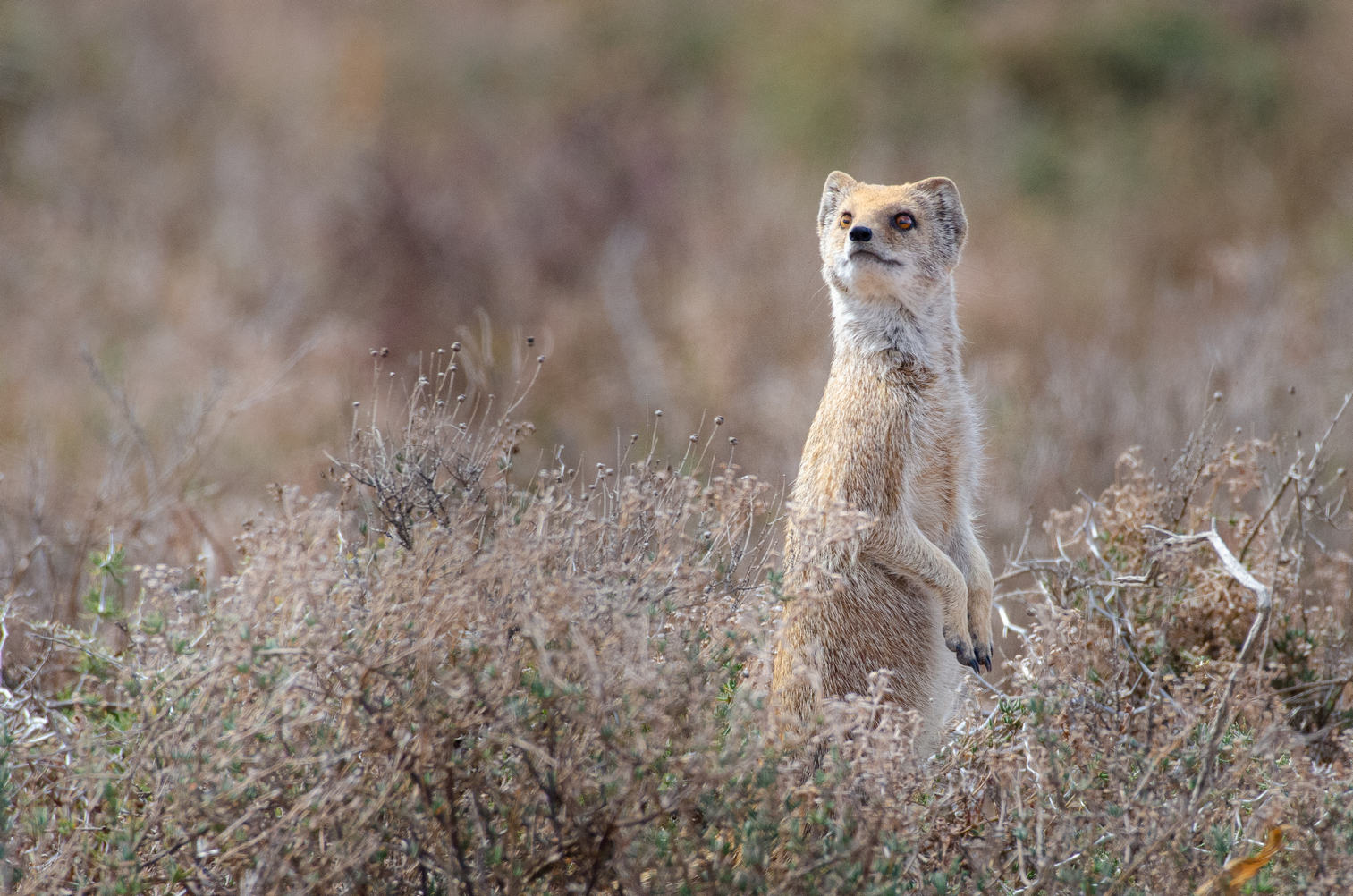 quitandtravel preeti.photography travel photography wildlife yellow mongoose Cynictis penicillata meerkat grassland Addo Elephant National Park South Africa