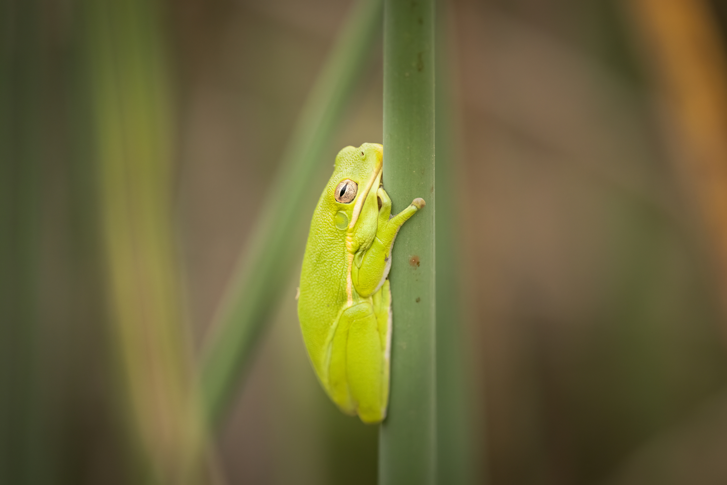 quitandtravel preeti.photography travel photography frogs green tree frog Hyla cinerea