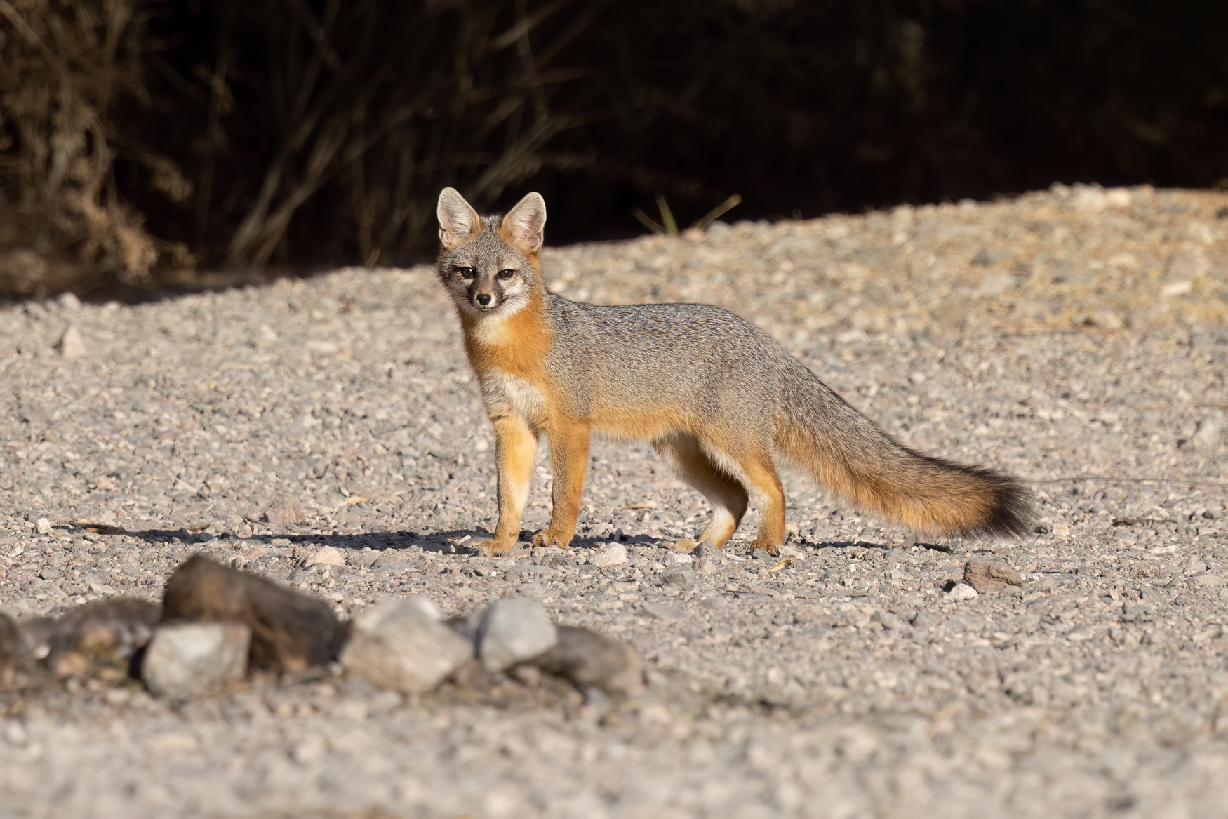 quitandtravel preeti.photography travel photography nevada kayaking colorado river gray fox urocyon cinereoargenteus