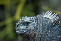 quitandtravel preeti.photography travel photography marine iguana wildlife sea iguana saltwater iguana Amblyrhynchus cristatus Isabela Galapagos Ecuador reptile