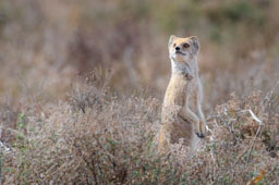 quitandtravel preeti.photography travel photography wildlife yellow mongoose Cynictis penicillata meerkat grassland Addo Elephant National Park South Africa